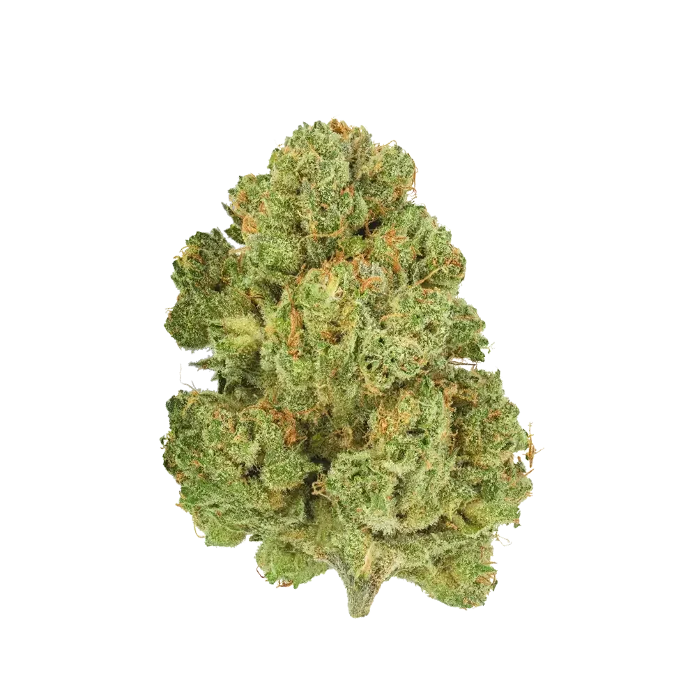 Pedanios 10/13 MBE-CA Moon Berry